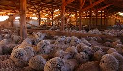 shearing1
