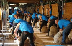 shearing2