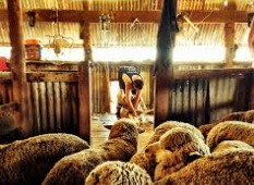 shearing3
