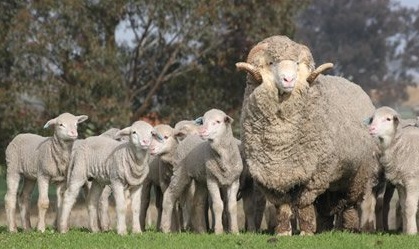 sheep1