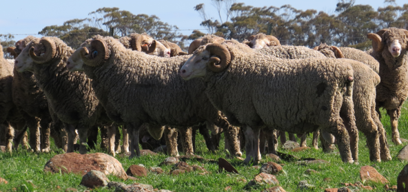 sheep3